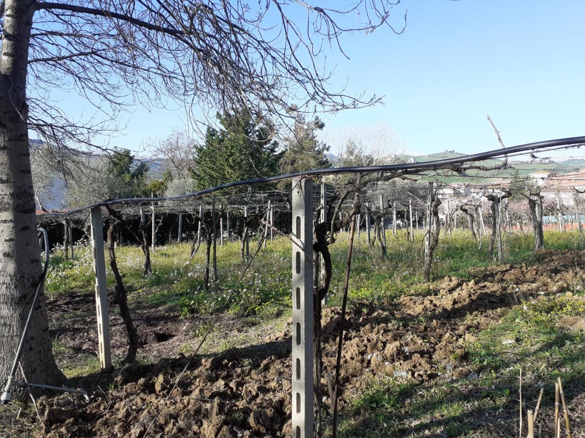 פינטו Pier Delle Vigne B&B מראה חיצוני תמונה